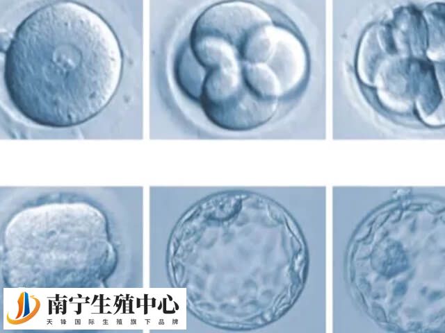 胚胎形态8-5-0是什么意思
