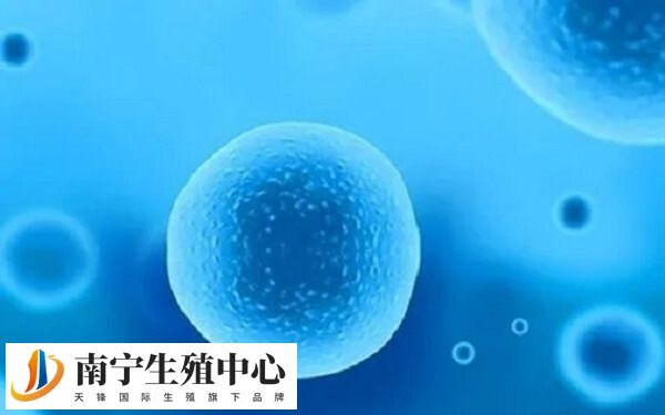 胚胎透明带异常是什么情况